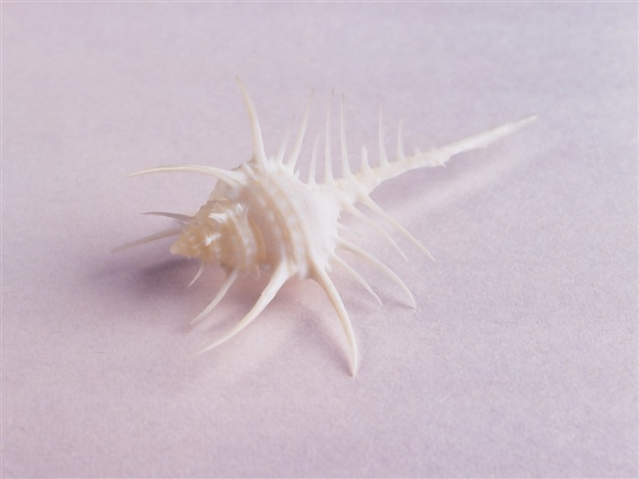 Conch Shell album papier peint (1) #7