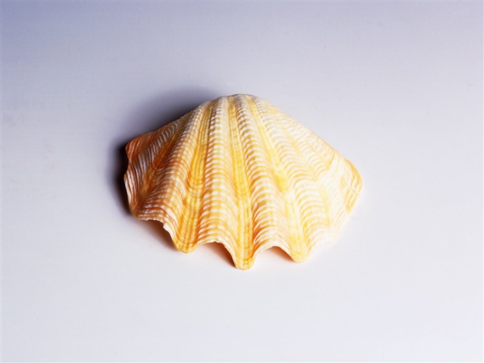 Conch Shell album papier peint (1) #8