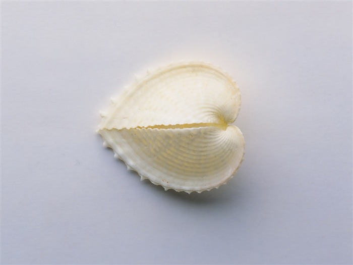 Conch Shell album papier peint (1) #12