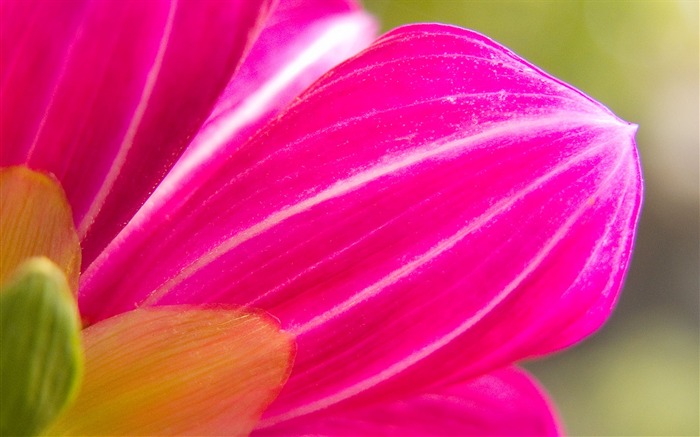 Fondos de Exteriores Flores fotografía #2