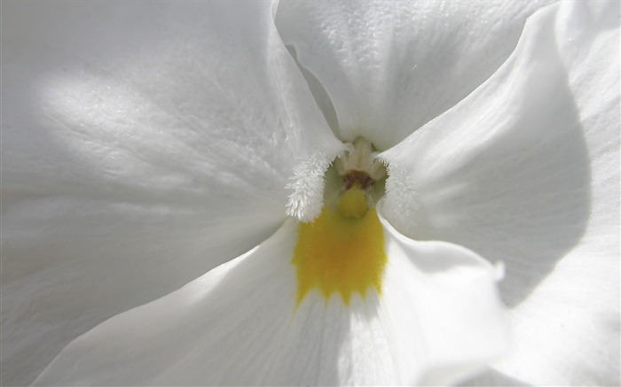 Fondos de Exteriores Flores fotografía #3