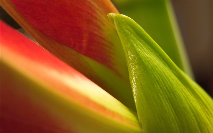 Fonds d'écran Fleurs étrangères Photographie #13