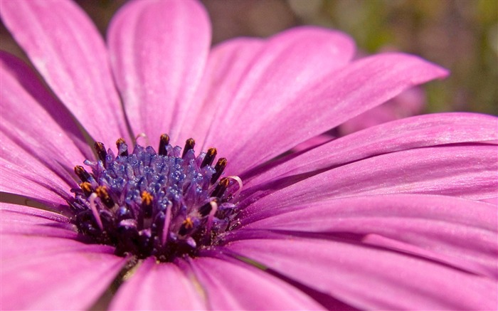 Fonds d'écran Fleurs étrangères Photographie #14