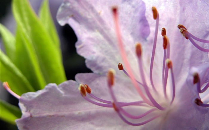 Fonds d'écran Fleurs étrangères Photographie #15