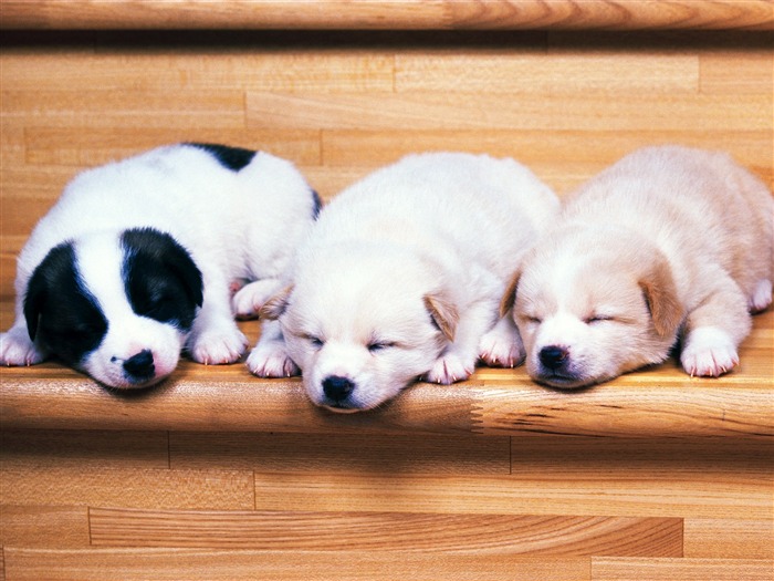 1600犬の写真の壁紙(7) #6