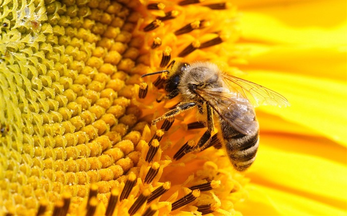 Amor Abeja Flor fondo de pantalla (4) #1