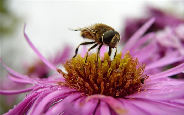 Amor Abeja Flor fondo de pantalla (4) #3