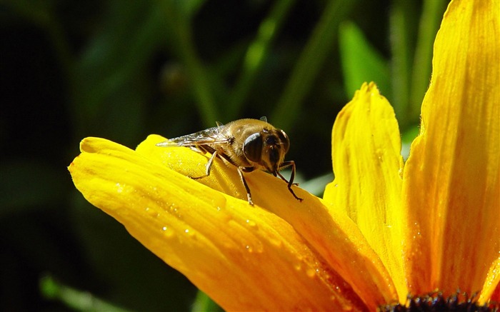 Amor Abeja Flor fondo de pantalla (4) #5