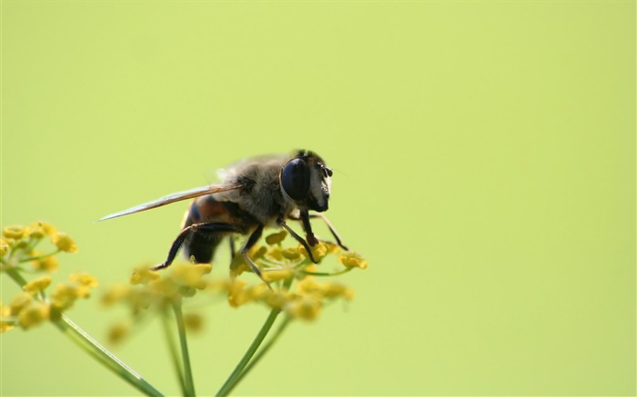 Amor Abeja Flor fondo de pantalla (4) #7