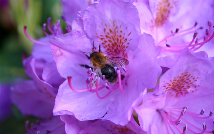 Amor Abeja Flor fondo de pantalla (4) #9