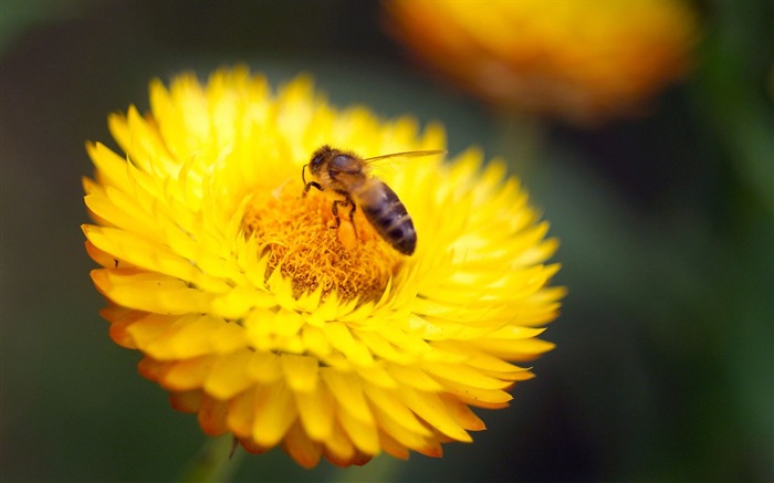 Amor Abeja Flor fondo de pantalla (4) #12