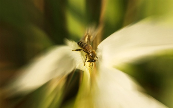 Amor Abeja Flor fondo de pantalla (4) #14