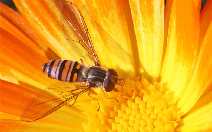 Amor Abeja Flor fondo de pantalla (4) #19