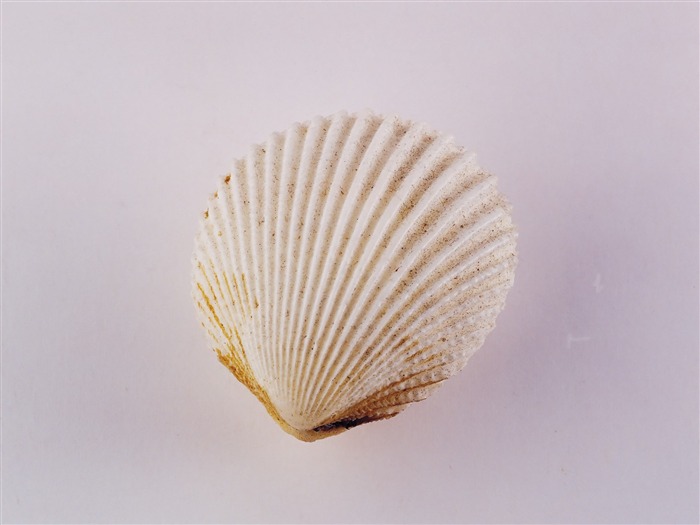 Conch Shell album papier peint (2) #7