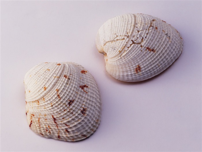 Conch Shell wallpaper album (2) #10