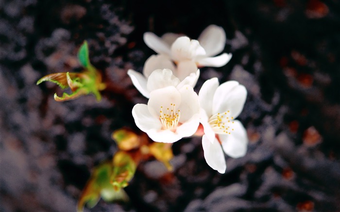 Fleurs Corée du Sud HD Livre #12