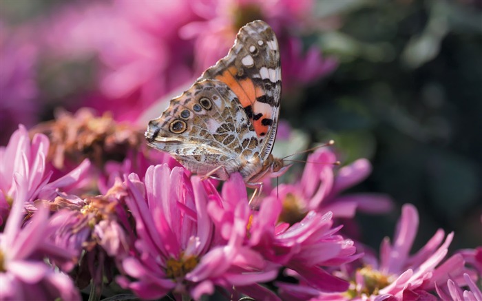 Fleurs Corée du Sud HD Livre #25