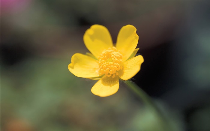 Fleurs Corée du Sud HD Livre #29