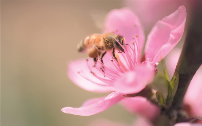 Fleurs Corée du Sud HD Livre #30