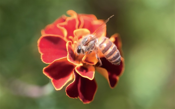 Fleurs Corée du Sud HD Livre #34