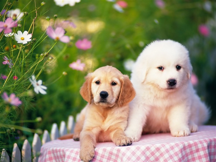 1600 dog photo wallpaper (8) #1