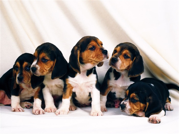 1600犬の写真の壁紙(8) #11