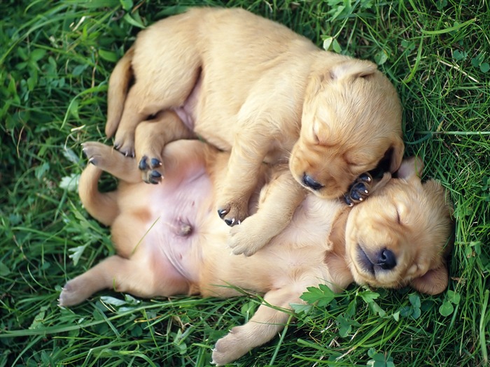 1600 dog photo wallpaper (8) #14