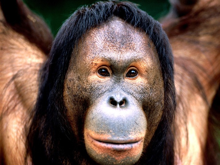 Mono fondos de escritorio de orangután (1) #8
