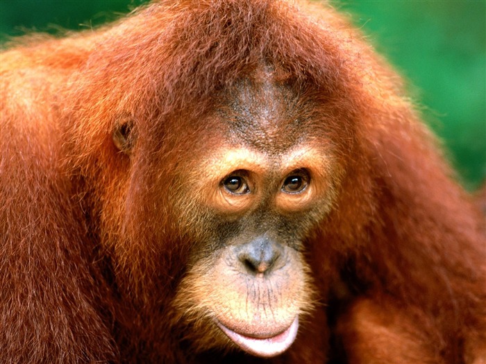 Monkey orangutan wallpaper (1) #16