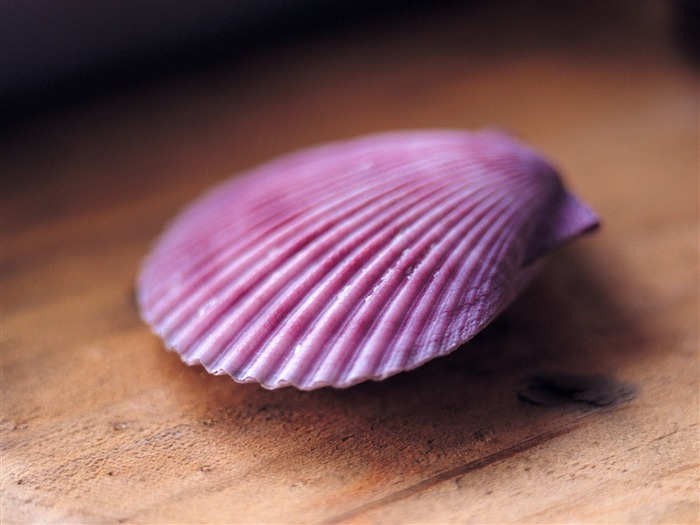 Conch Shell album fonds d'écran (3) #1