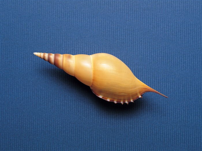 Conch Shell Tapete Album (3) #2