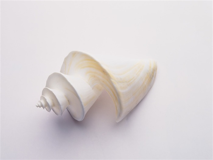 Conch Shell Tapete Album (3) #10