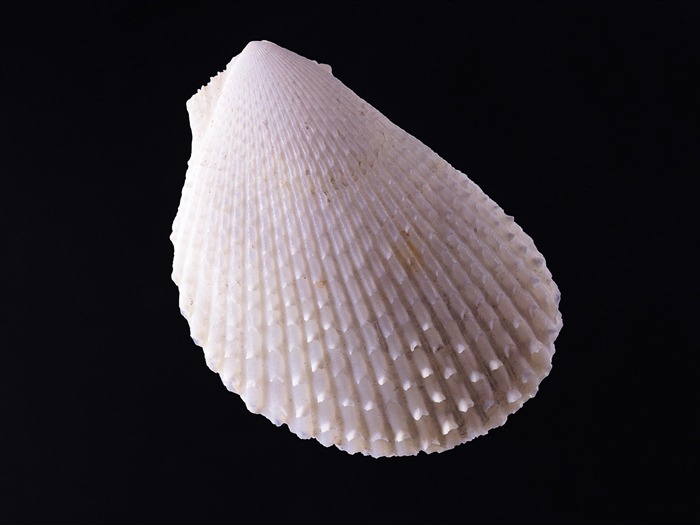 Conch Shell Tapete Album (3) #11