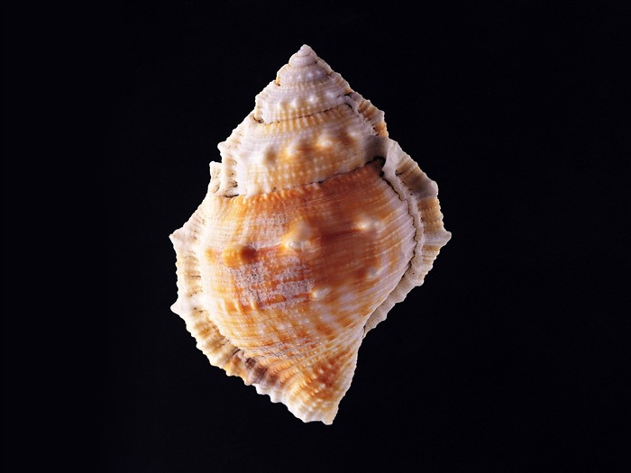 Conch Shell Tapete Album (3) #12