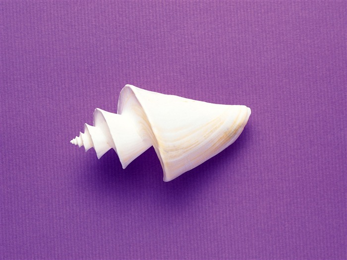 Conch Shell wallpaper album (3) #15