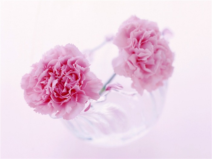 鮮花特寫(24) #12