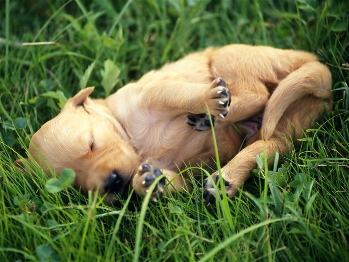 1600犬の写真の壁紙(9) #7