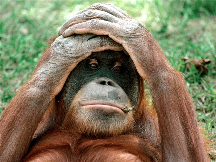 Mono fondos de escritorio de orangután (2) #13