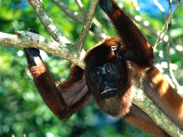 Orang-Utan Monkey Wallpaper (2) #15