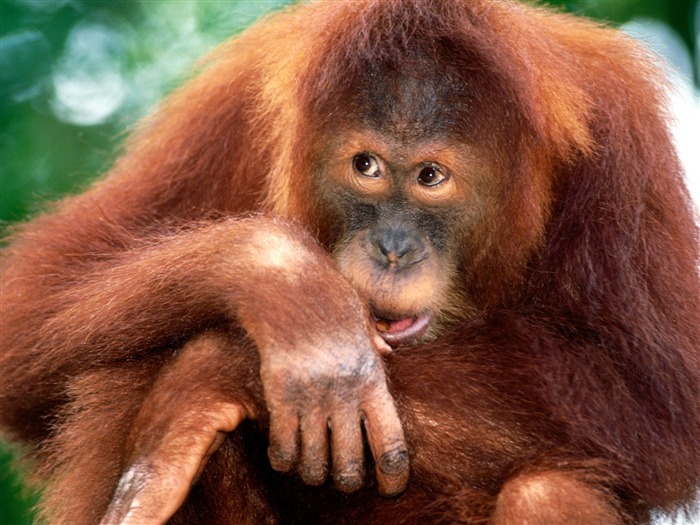 Monkey orangutan wallpaper (2) #19