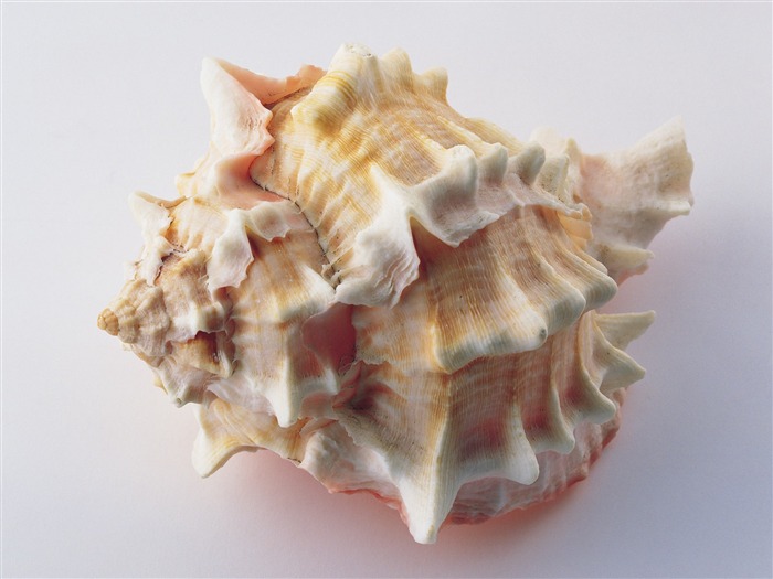 Conch Shell album fonds d'écran (4) #6