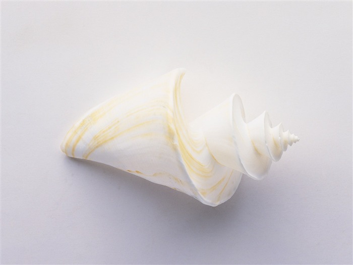 Conch Shell Tapete Album (4) #9