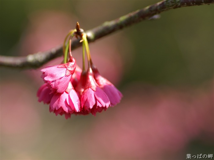 個人の花の壁紙(2) #2