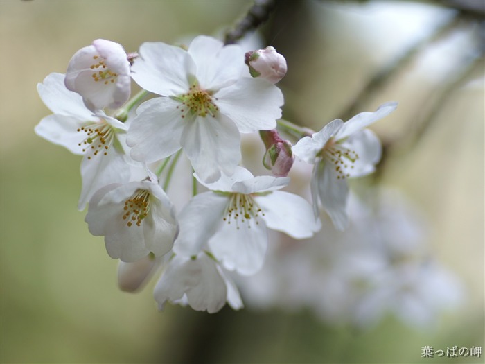 個人の花の壁紙(2) #3