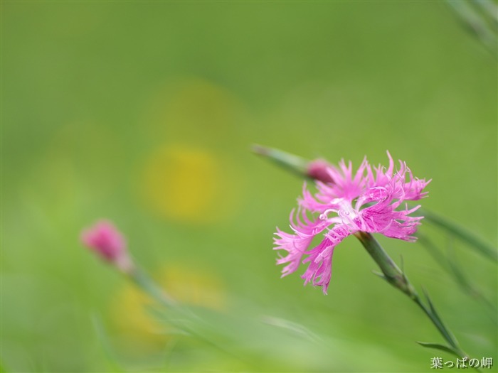 個人の花の壁紙(2) #13