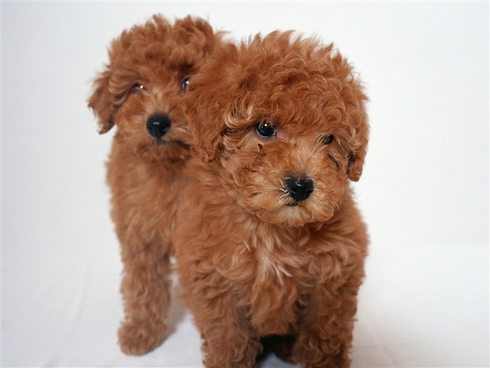 1600犬の写真の壁紙(10) #4