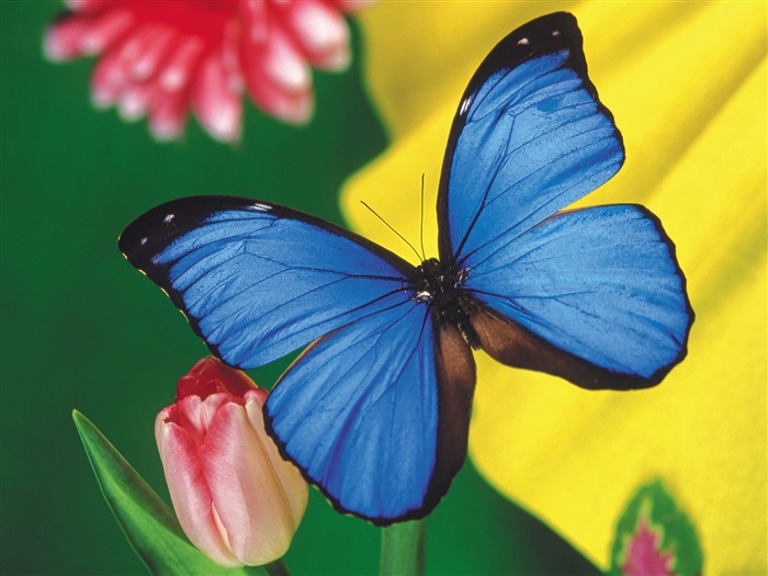 Papillons et fleurs album papier peint (2) #1