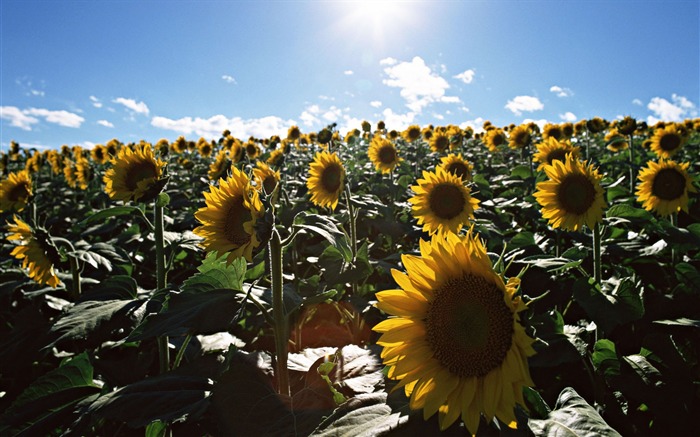 Blue sky sunflower Widescreen Wallpaper #5