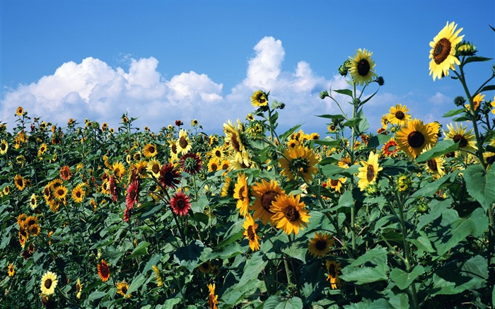 Blue sky sunflower Widescreen Wallpaper #7