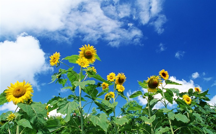 Blue sky sunflower Widescreen Wallpaper #8